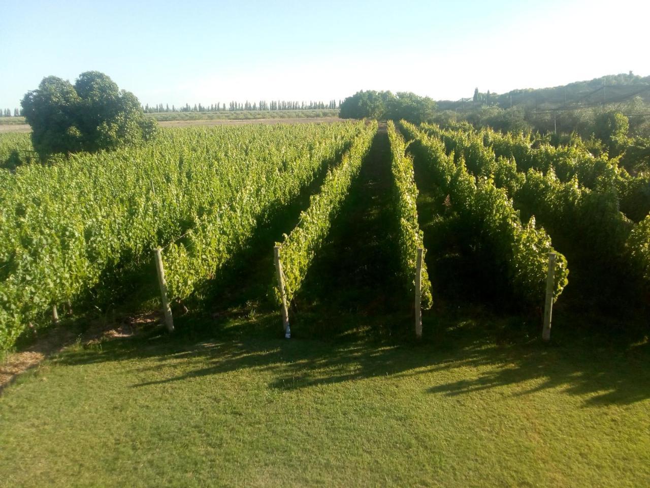 Cavieres Wine Farm 3* Maipu (Mendoza)